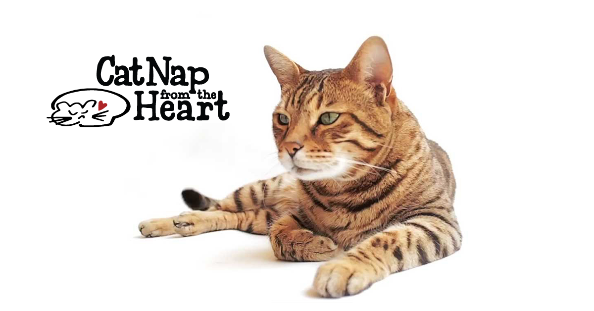 CatNap From The Heart